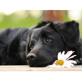 Fekete labrador kutya virággal kreatív gyémánt kirakó készlet
