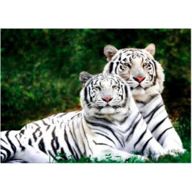 Két fehér tigris a zöld tájban kreatív gyémánt kirakó készlet