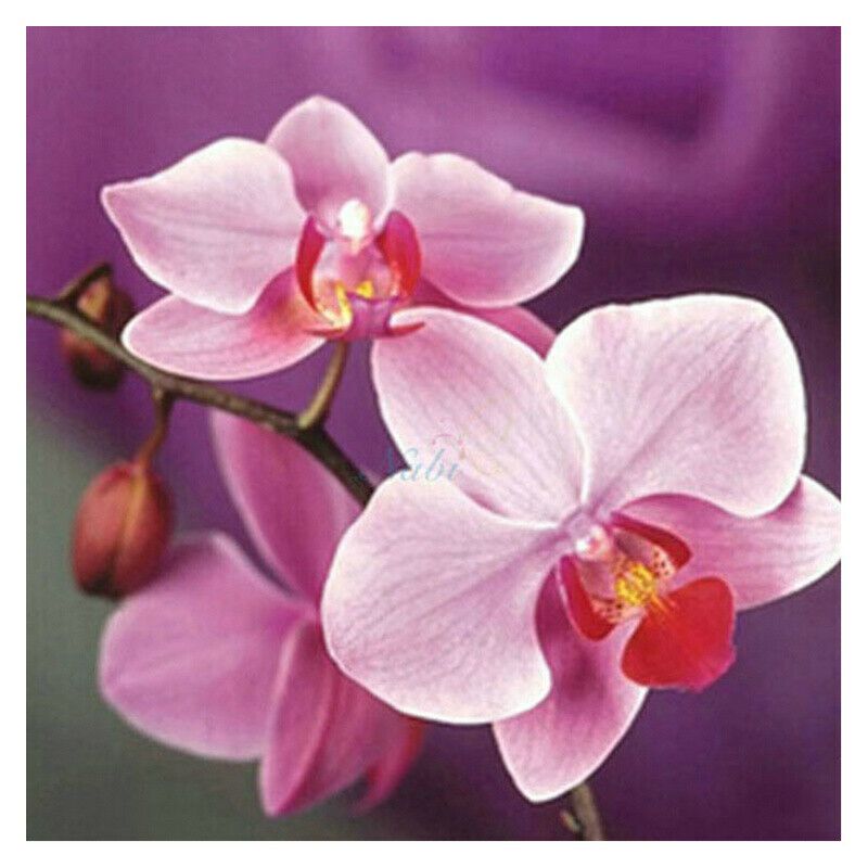 Lila orchidea kreatív gyémánt kirakó készlet