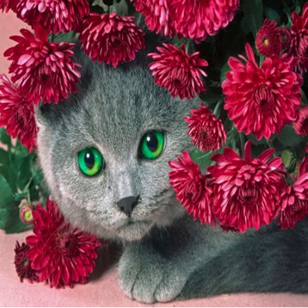 Zöldszemű szürke macska virágokkal kreatív gyémánt kirakó