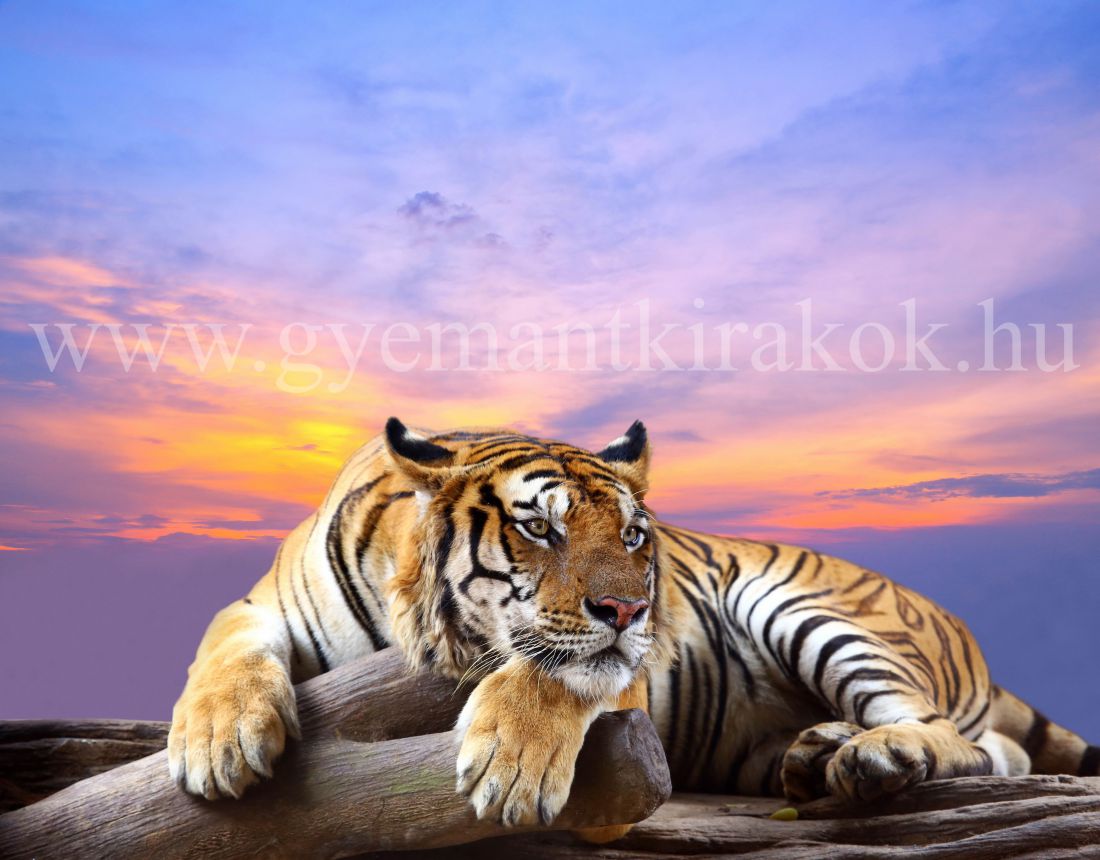 Sziklán fekvő tigris színes háttérrel kreatív gyémánt kirakó készlet