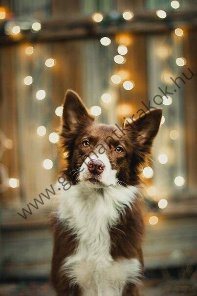 Border Collie kutya ünnepi fényekkel a háttérben kreatív gyémánt kirakó készlet