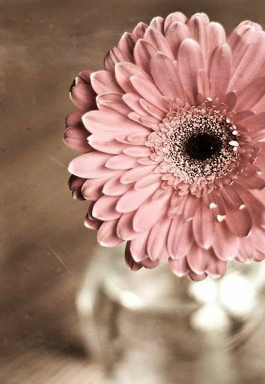 Pasztell rózsaszín gerbera virág kreatív gyémánt kirakó készlet