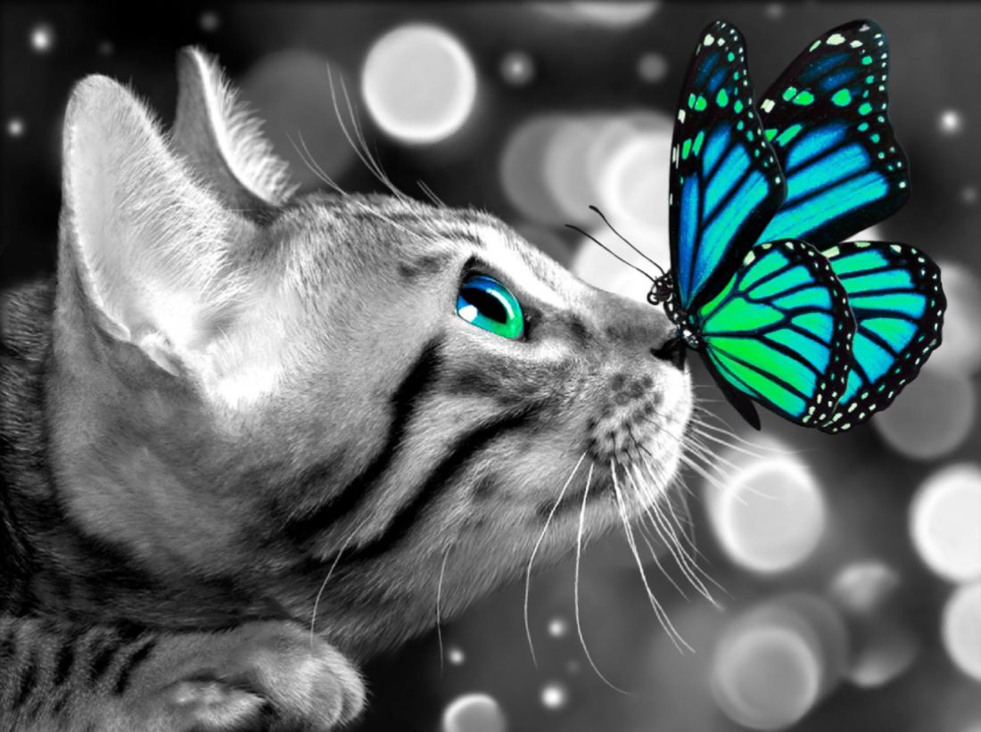 Szürke cica színes kék pillangóval kreatív gyémánt kirakó készlet