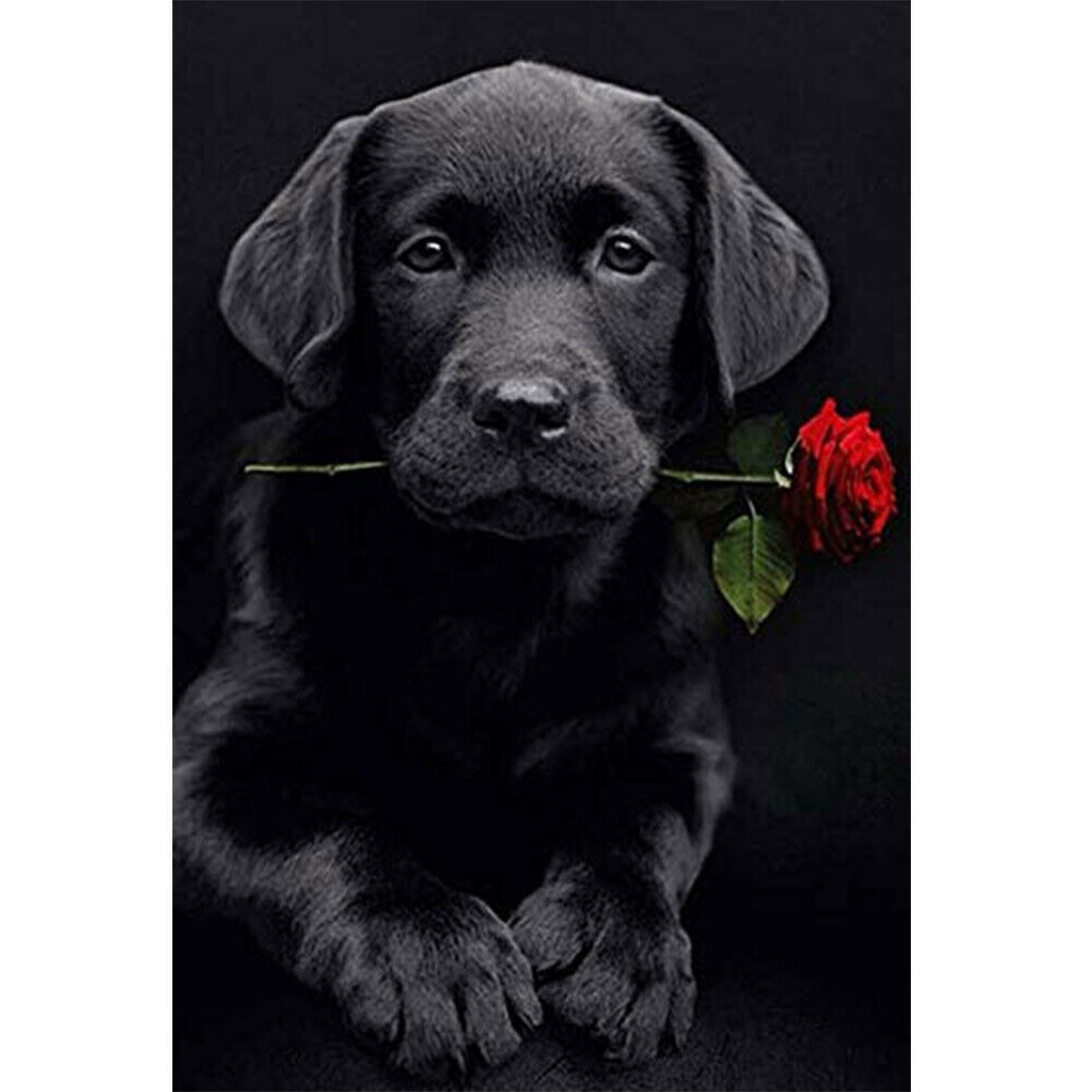 Fekete labrador kölyök rózsával a szájában kreatív gyémánt kirakó készlet