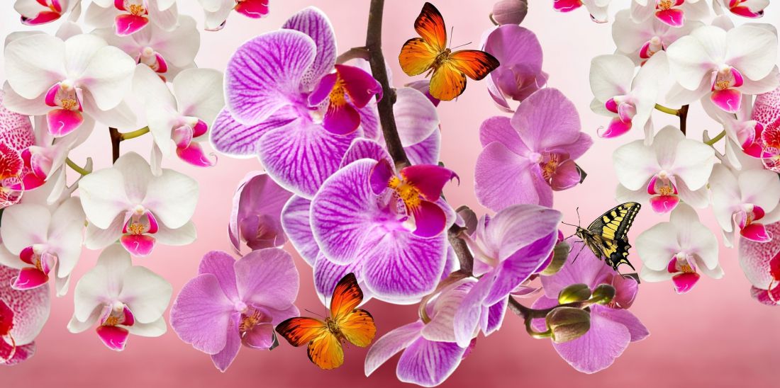 Lila és fehér orchideák sárga pillangókkal kreatív gyémánt kirakó készlet